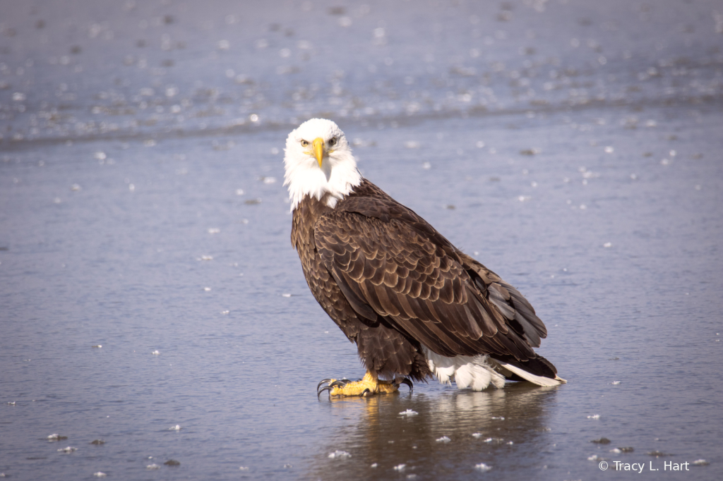 Eagle On Ice