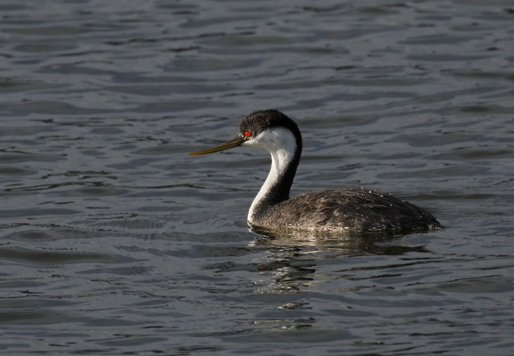 Clarks Grebe