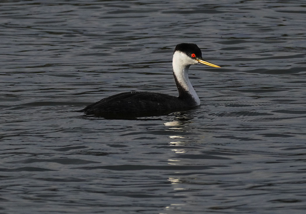 Western Grebe