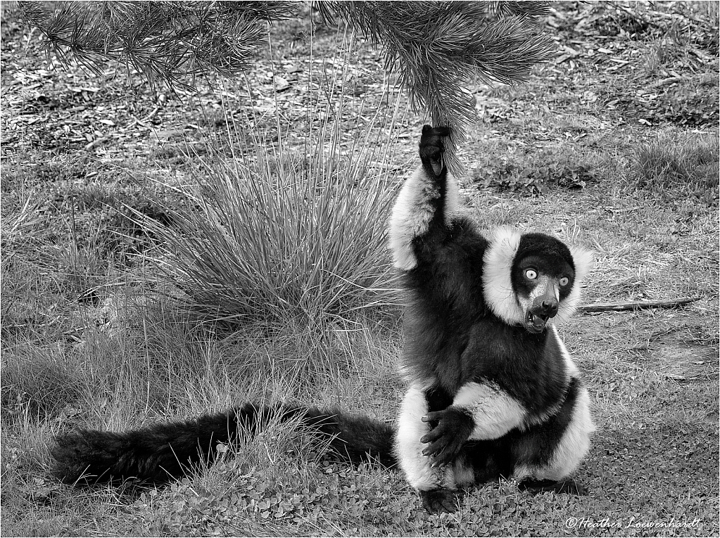 Lemur Shenanigans