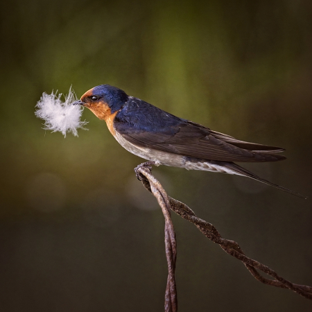 Feather collector