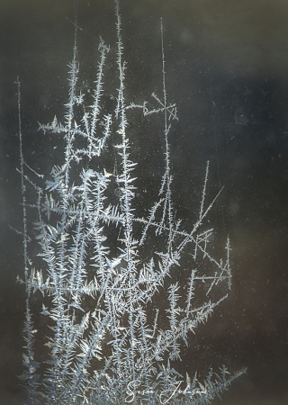 Winter Window Frost