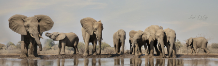 Elephants at the Watering Hole