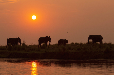 sunset over the Chobe