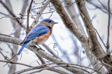 Eastern Bluebird