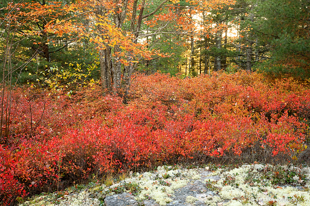 Fall in Acadia National Park