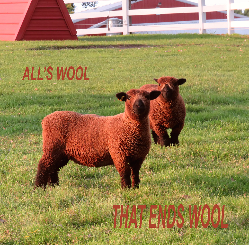 All's Wool That Ends Wool