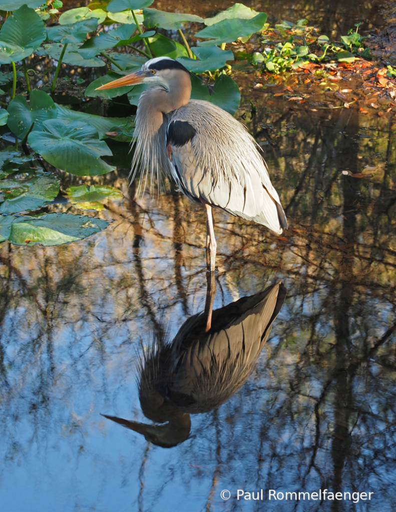 Great Blue Heron