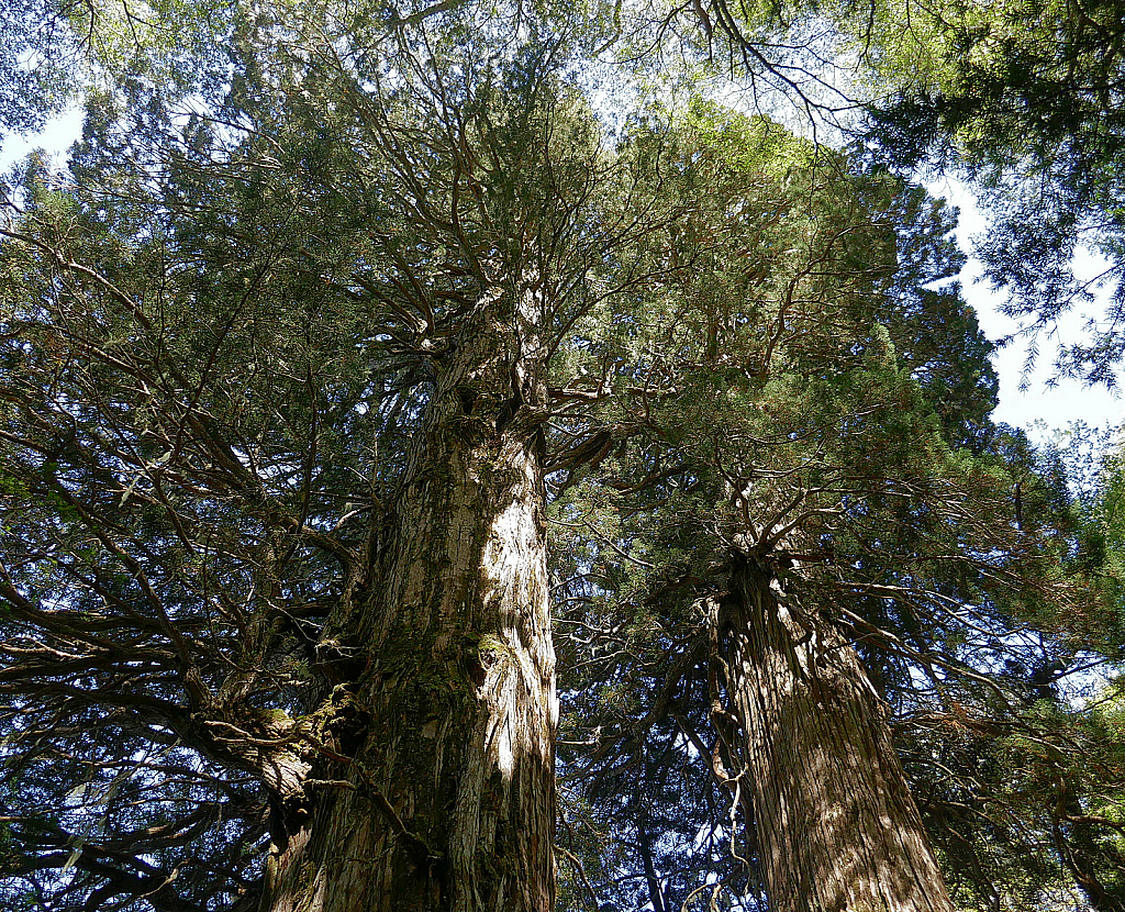 Looking up in the ancient forest