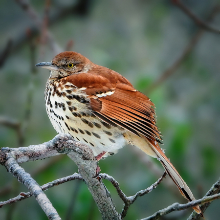 Brown Thrasher