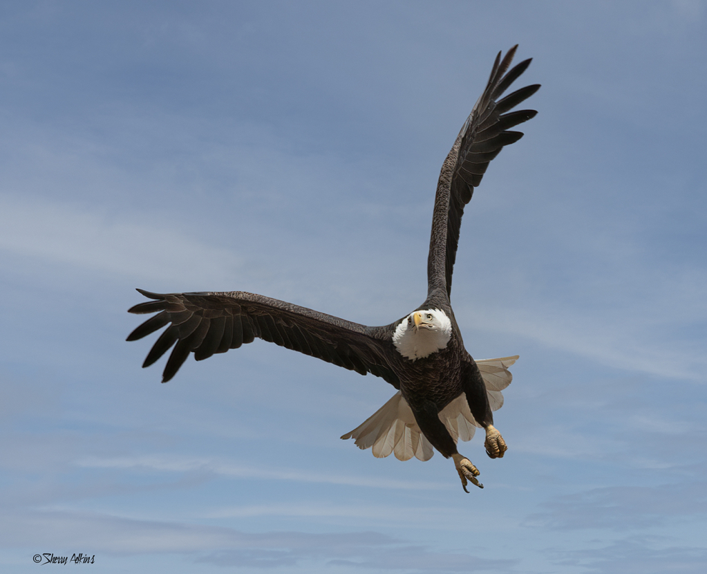 Bald Eagle in flight - ID: 15986578 © Sherry Karr Adkins