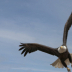 2Bald Eagle in flight - ID: 15986578 © Sherry Karr Adkins