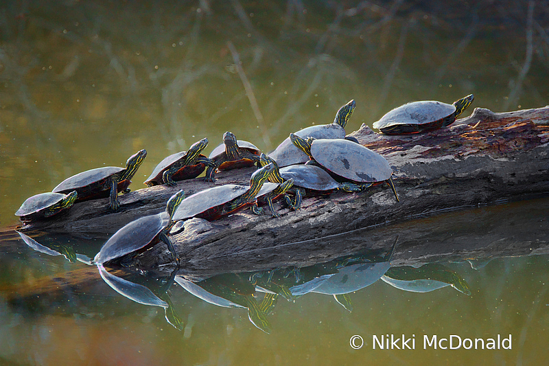 Painted Turtles on a Log