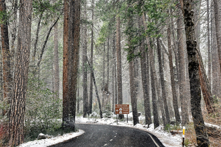 Snowing In The Forest