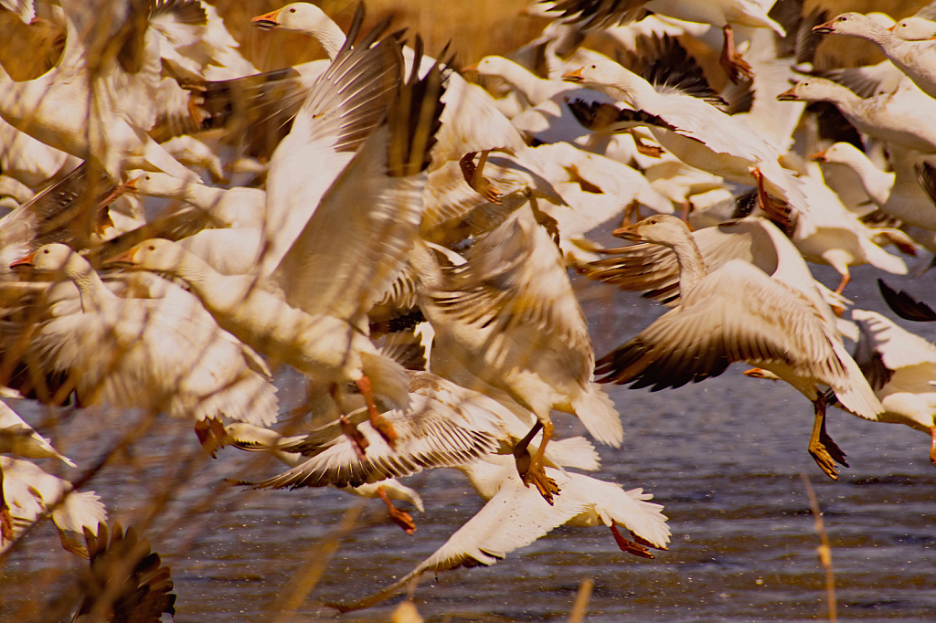 A Snow Goose Explosion