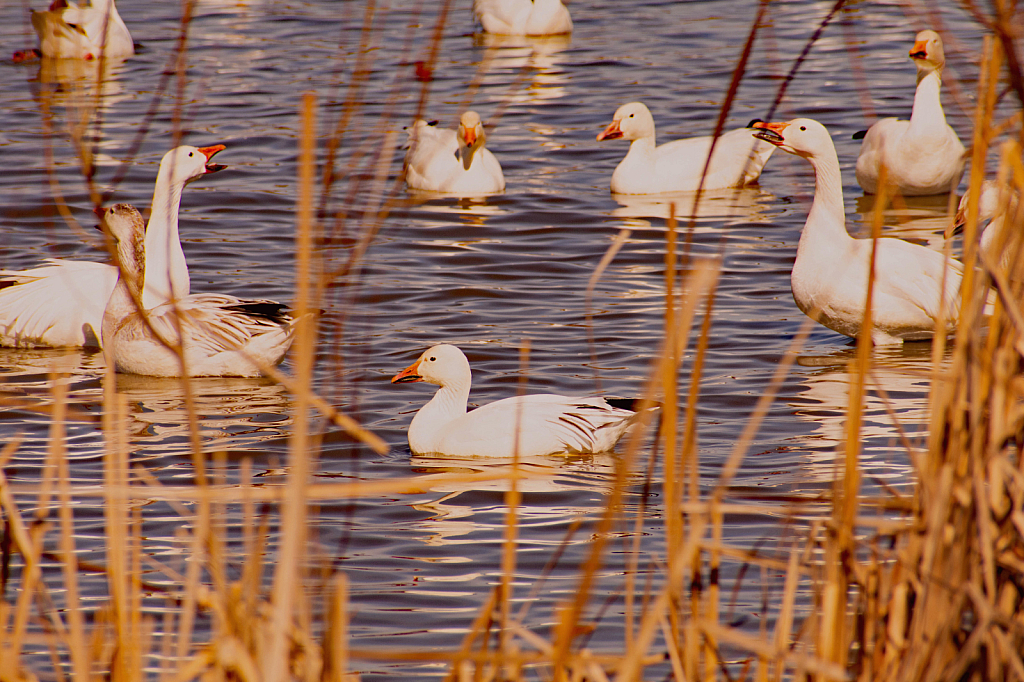 Hiding in the Reeds