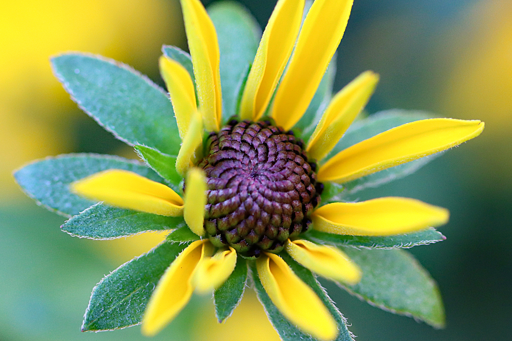 Rudbeckia