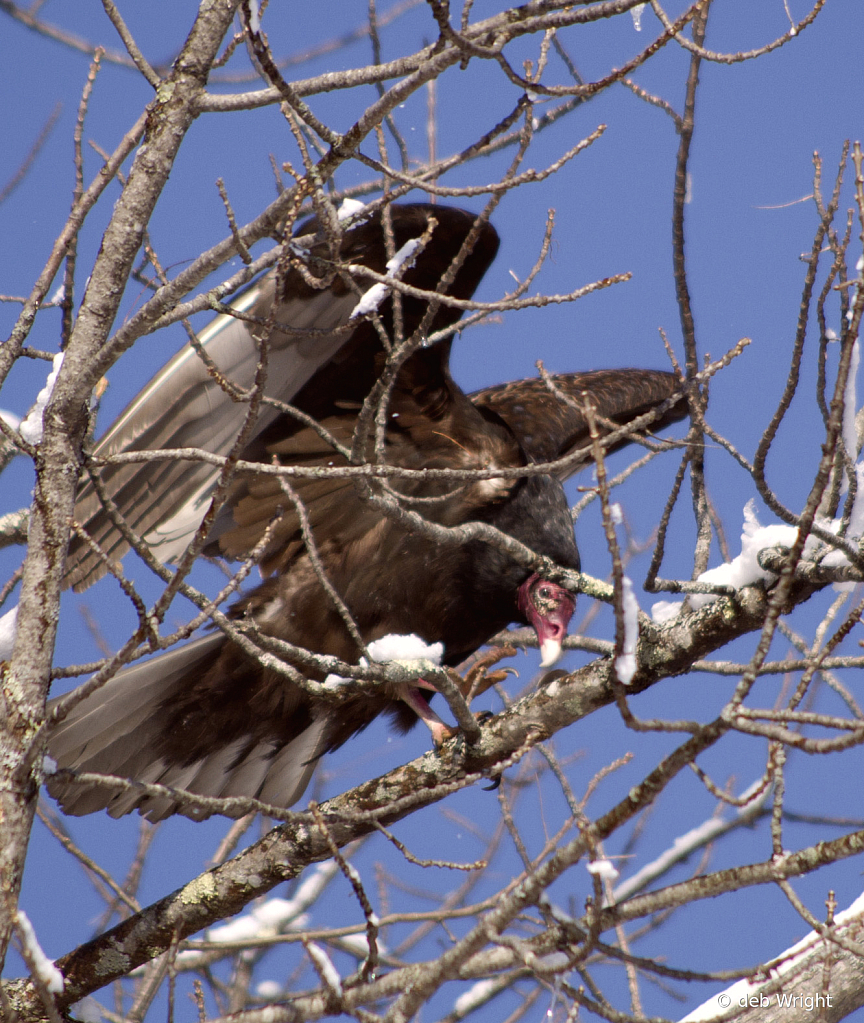 Turkey Vulture - ID: 15989491 © deb Wright