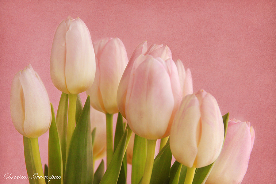 Pink Tulips