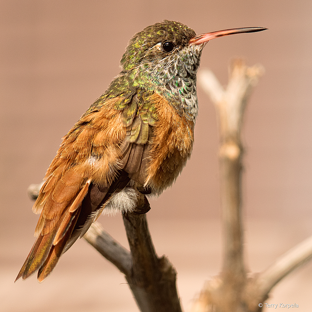 Emerald Hummingbird - ID: 15991554 © Terry Korpela