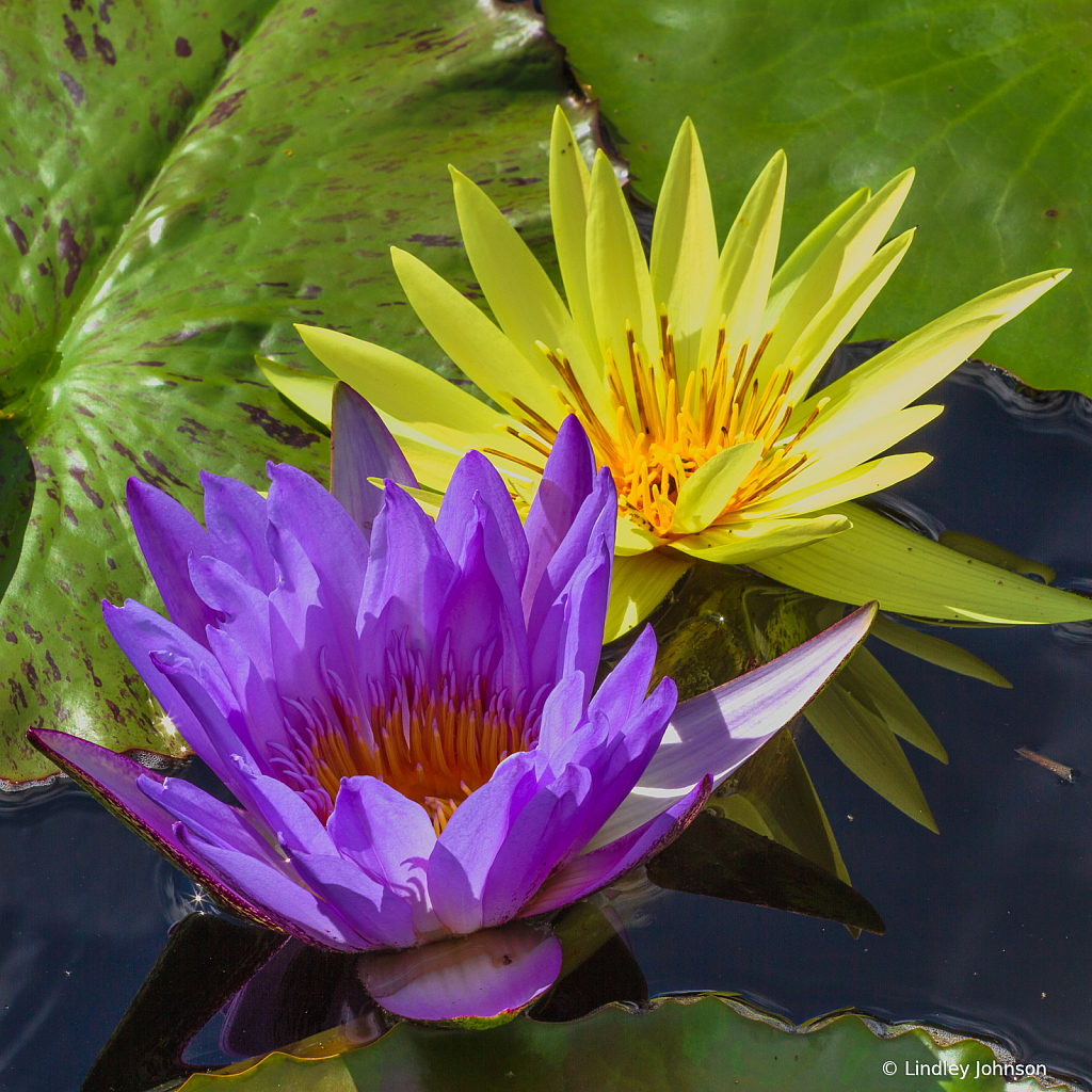 Water Lilies