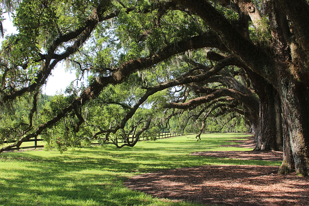 Southern Trees