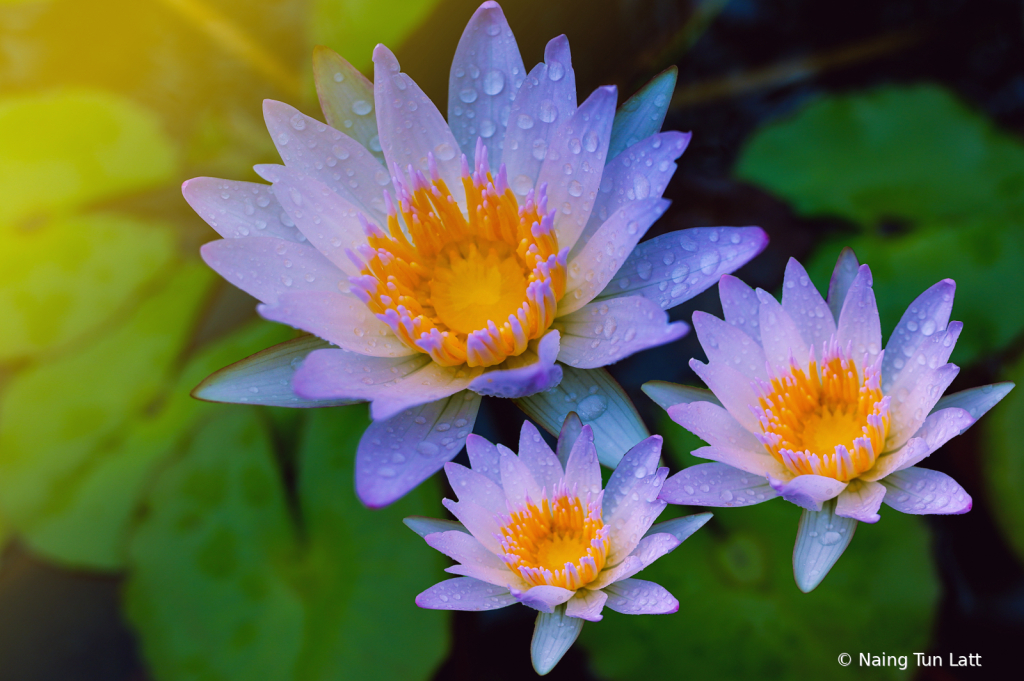 water lily 