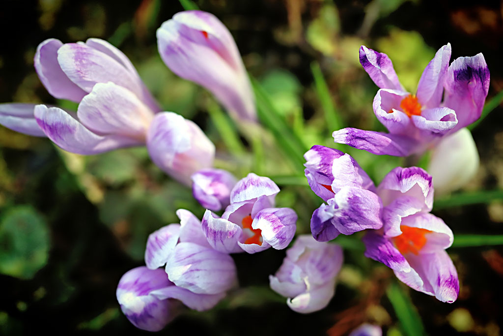 Crocus