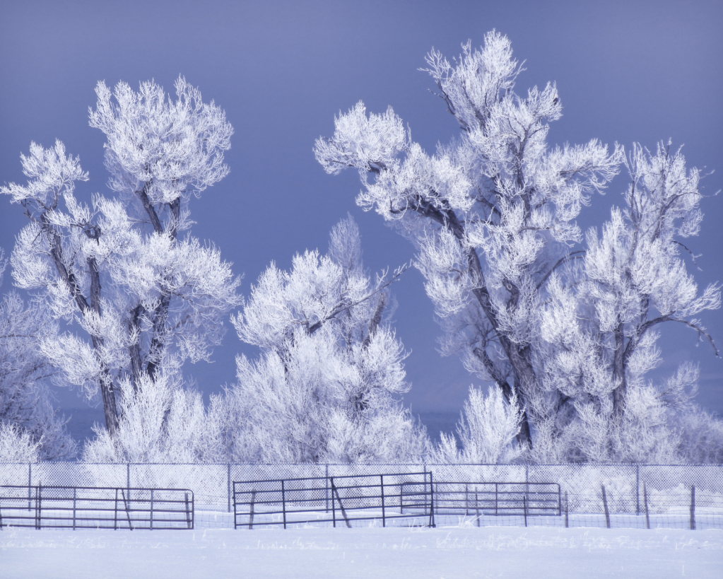 March 2022 Photo Contest Grand Prize Winner - ~ A Frosty Morning ~