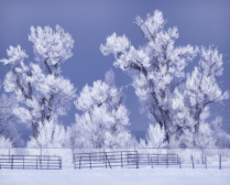 Photography Contest - March 2022: ~ A Frosty Morning ~