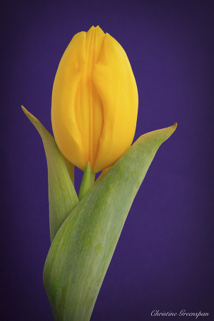 Just A Tulip