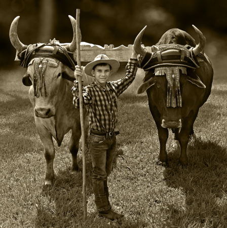 Tending the Oxen