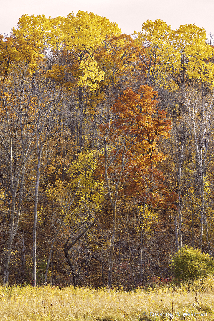 Layers of color Minnesota woods - ID: 15992994 © Roxanne M. Westman