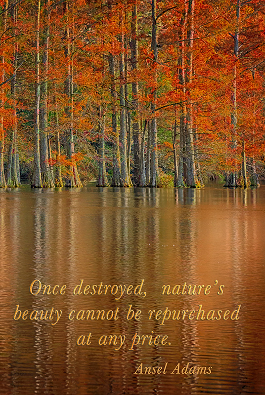 Nature's Beauty