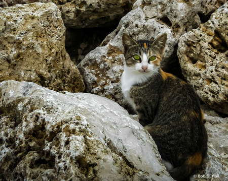 Cat In The Rocks