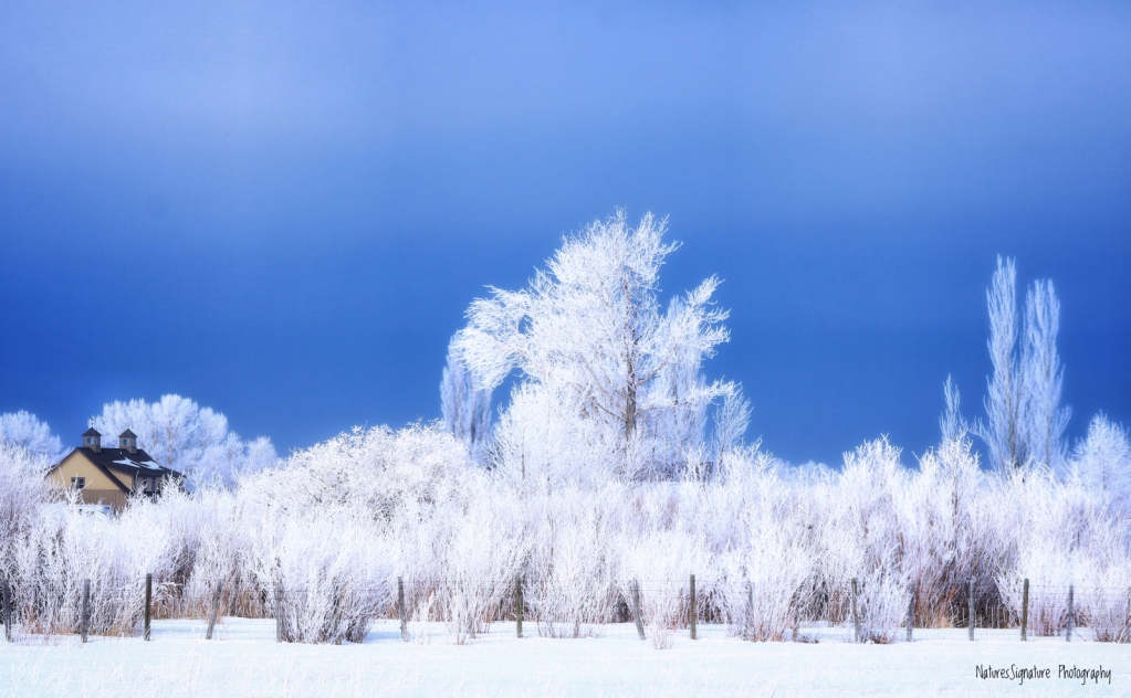 ~ Winter Blues ~ - ID: 15992974 © Trudy L. Smuin