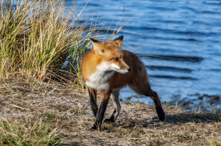 Fox At The Shore