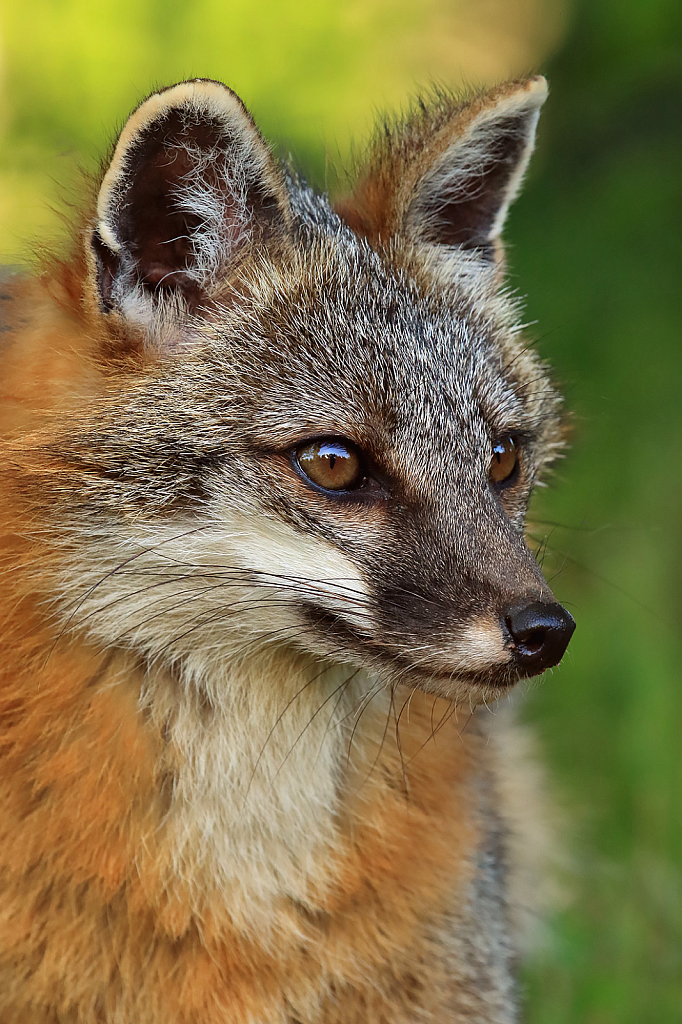 Grey Fox