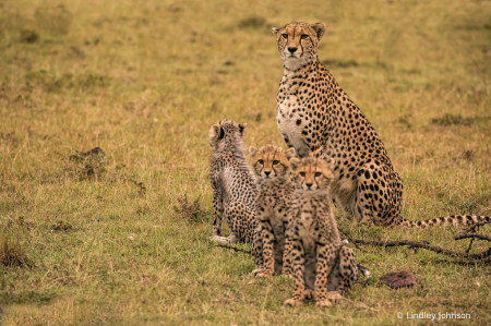 Cheetah Mom and Babies