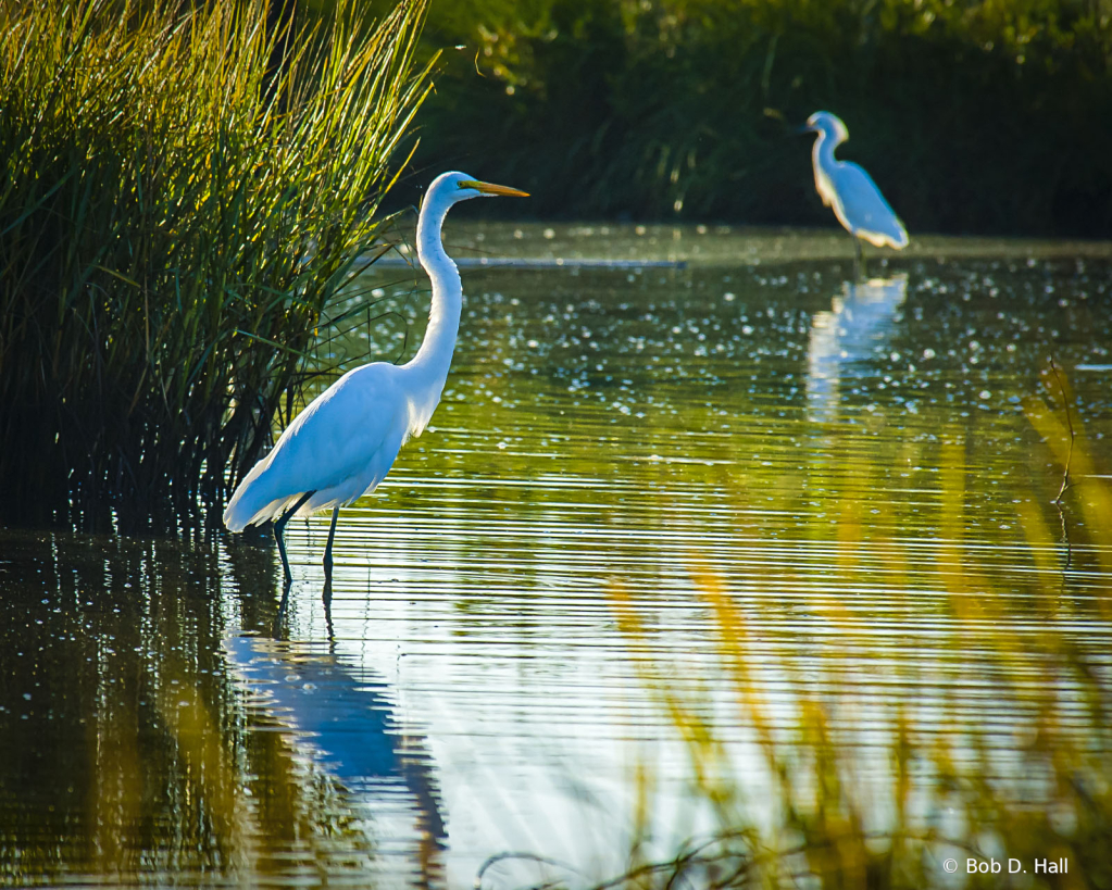 Wetland Morning