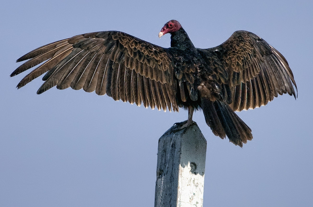 Spread Your Wings - ID: 15993274 © Kelley J. Heffelfinger