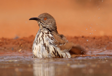 Curved Bill Thrasher Bath