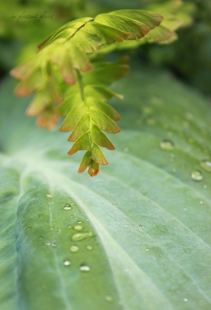 Leafy Contrast