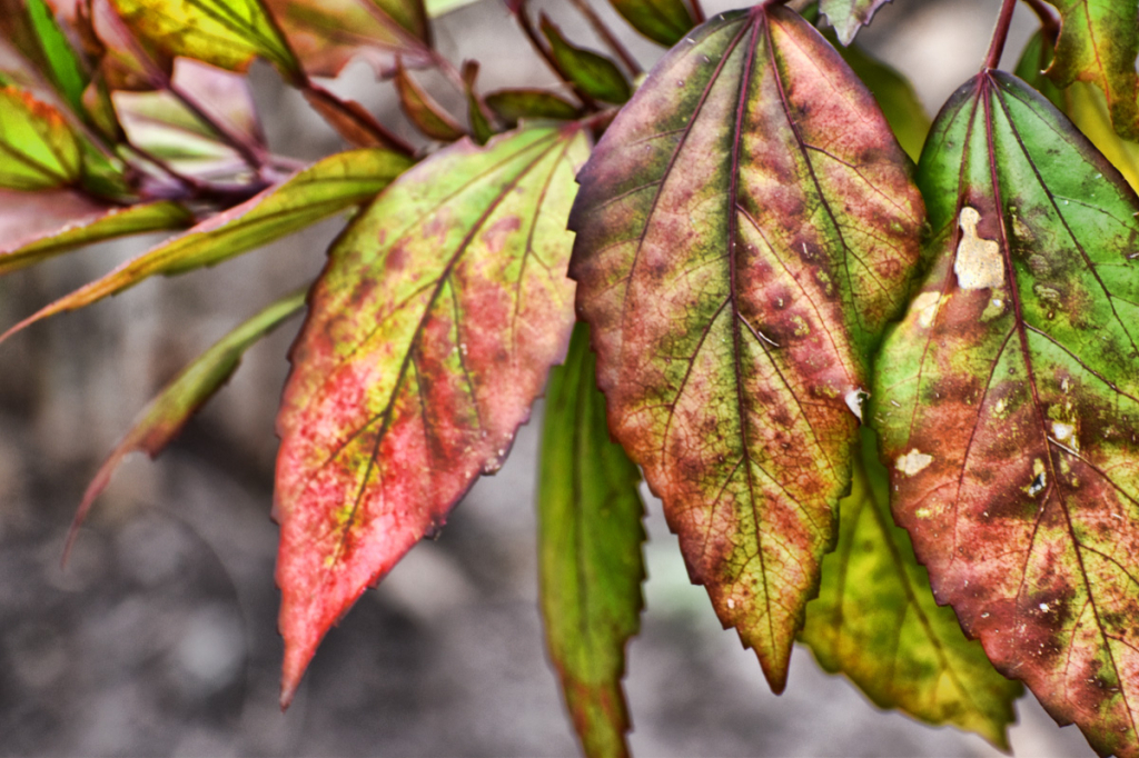 LEAVES