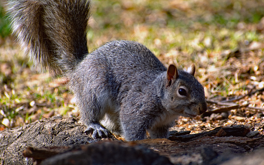 A Squirrel Scavanging