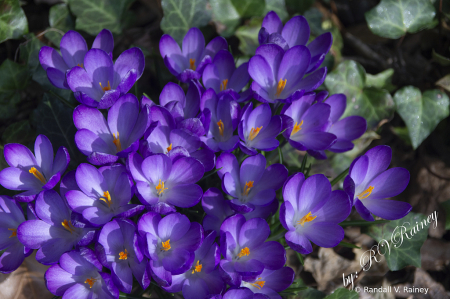 Spring has Sprung in my garden...