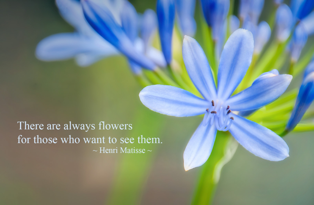 There Are Always Flowers...