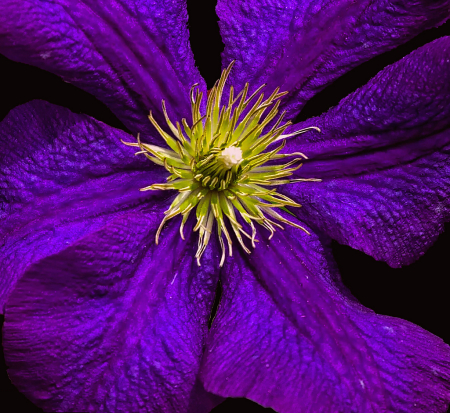 Clematis