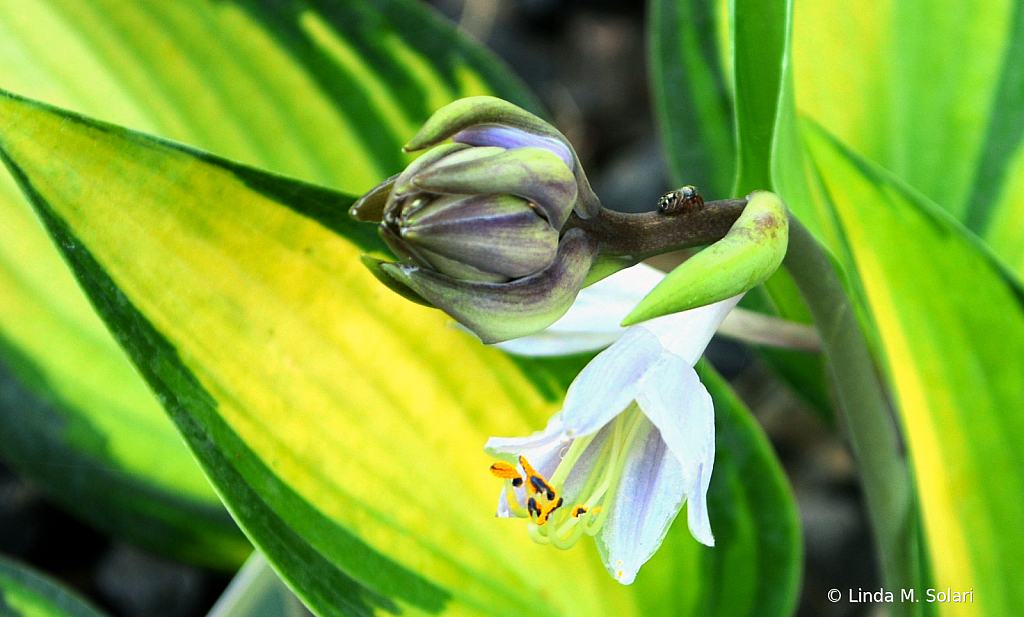 Hosta In Bloom