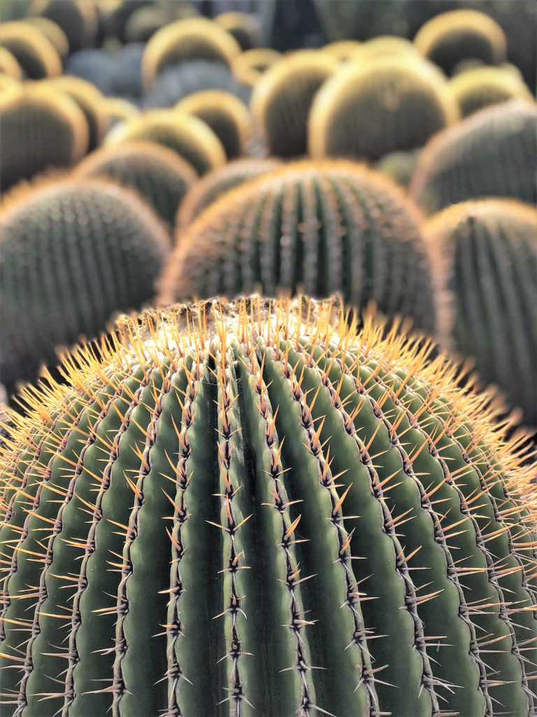 Cactus Patterns